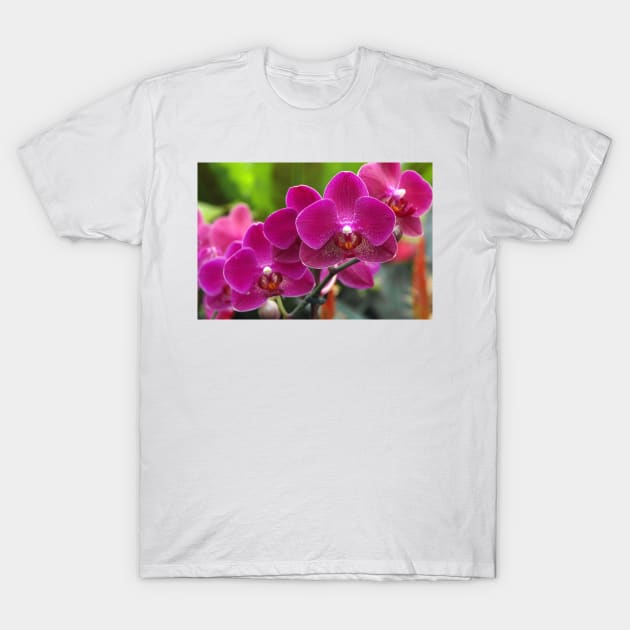 Phalaenopsis 'Red Jewel' (B535/1275) T-Shirt by SciencePhoto